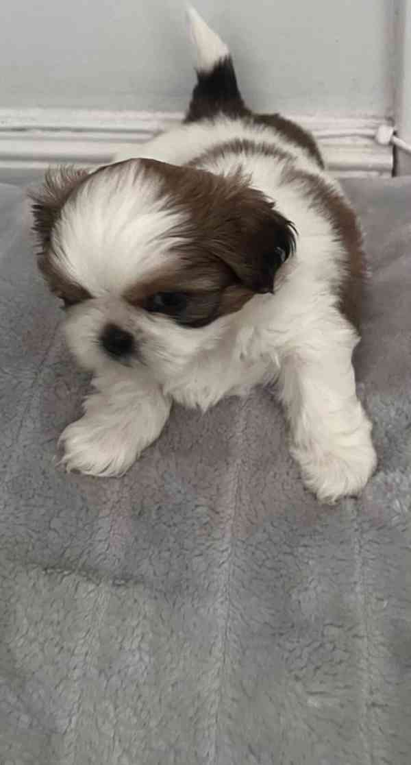 3 nádherní kluci plemene Shih Tzu