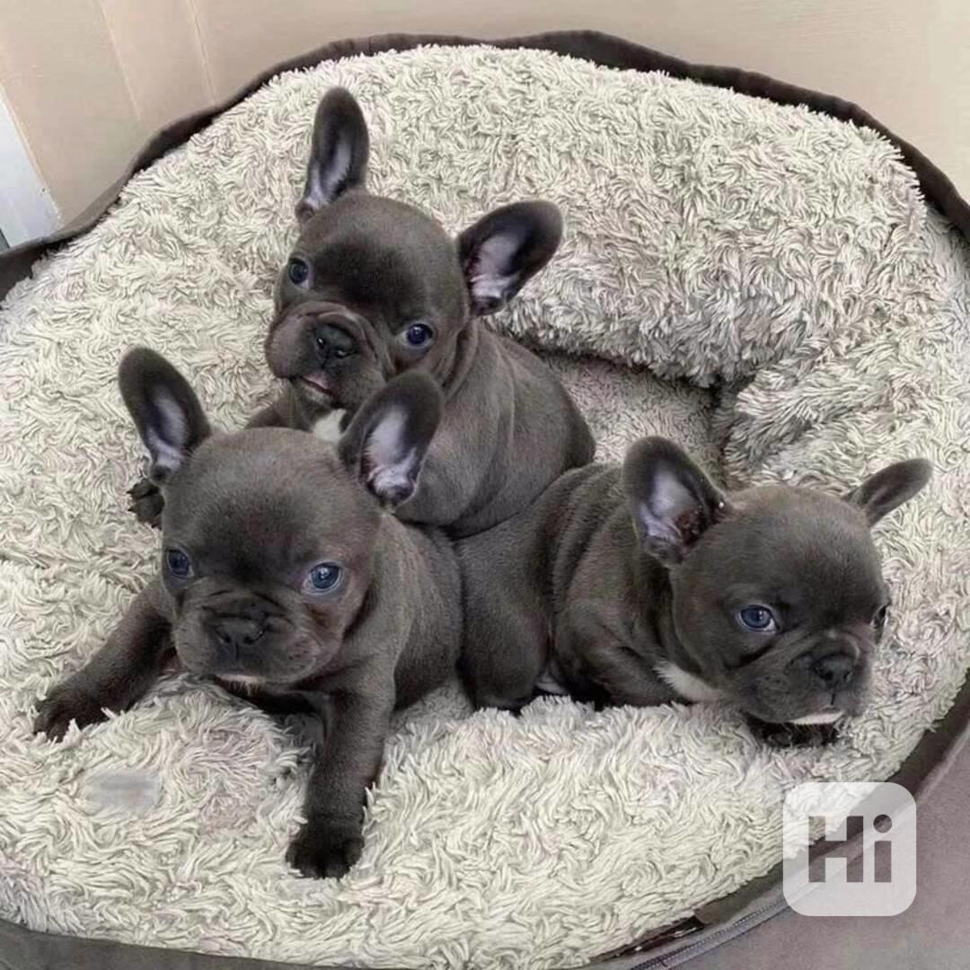 French Bulldog - foto 1