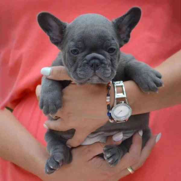 French Bulldog - foto 2