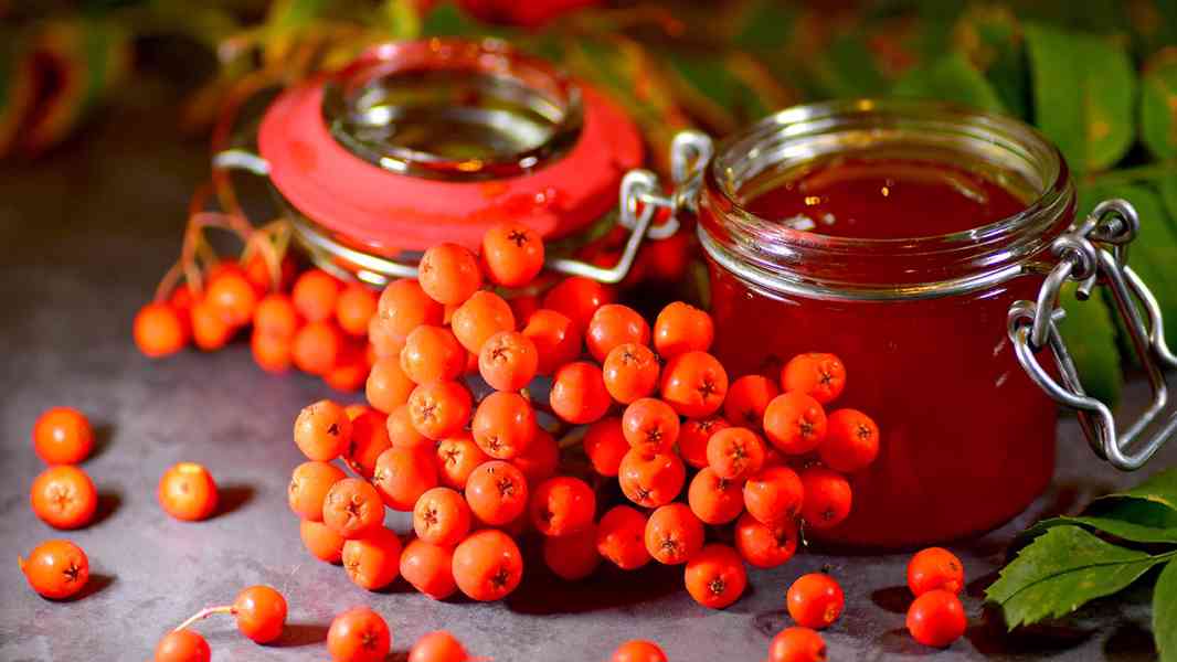 Prodej Jeřabiny (Rowan Berries) ve velkém od výrobce za nejl - foto 3