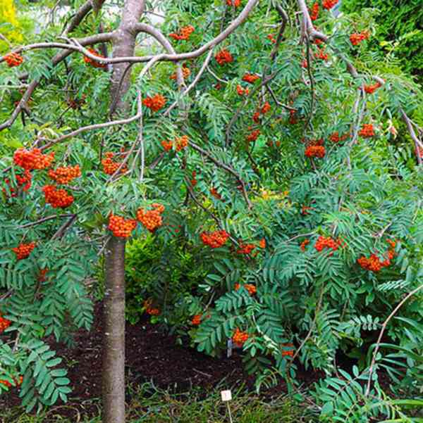 Prodej Jeřabiny (Rowan Berries) ve velkém od výrobce za nejl - foto 2