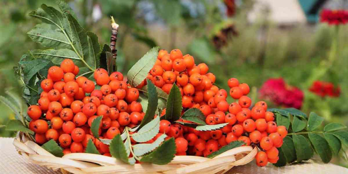 Prodej Jeřabiny (Rowan Berries) ve velkém od výrobce za nejl - foto 4