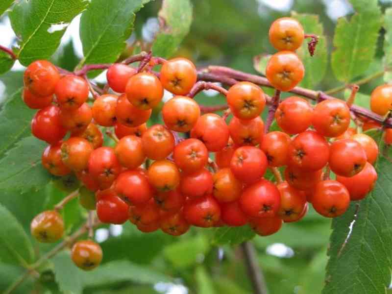 Prodej Jeřabiny (Rowan Berries) ve velkém od výrobce za nejl - foto 5