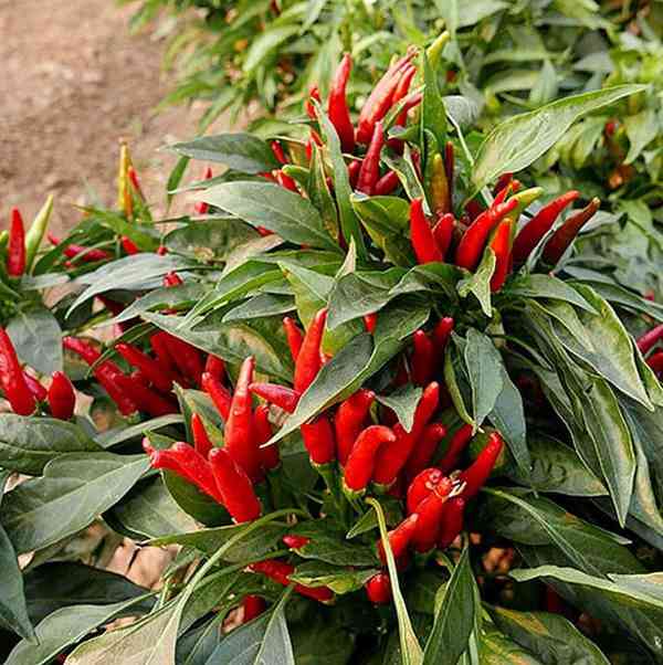 Sazenice Chilli Thai culinary