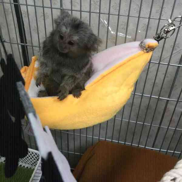 🐒 Krásné opice kosmani - foto 1