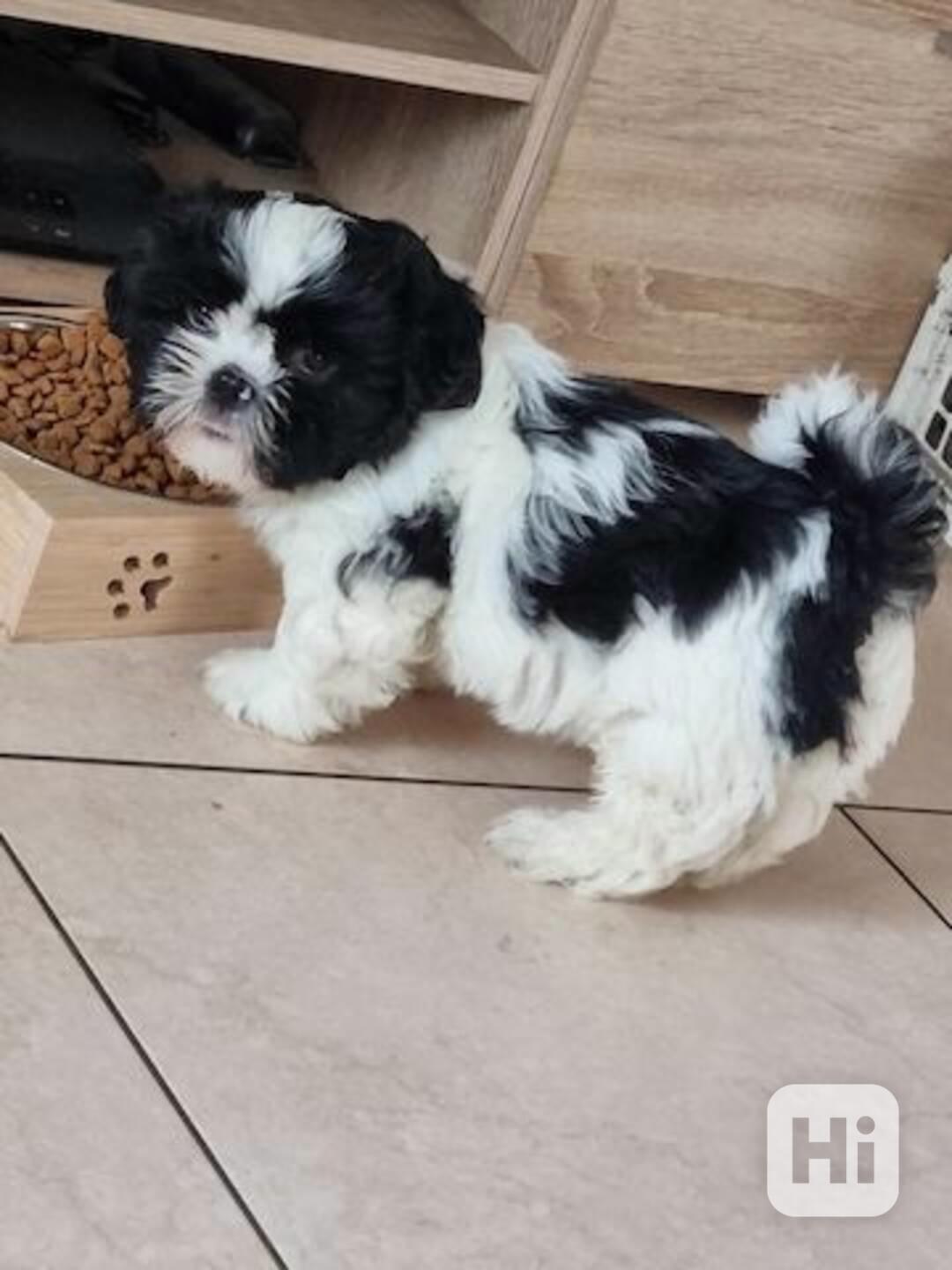 Shih Tzu štěně - foto 1