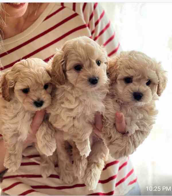 Štěňata maltipoo - foto 1