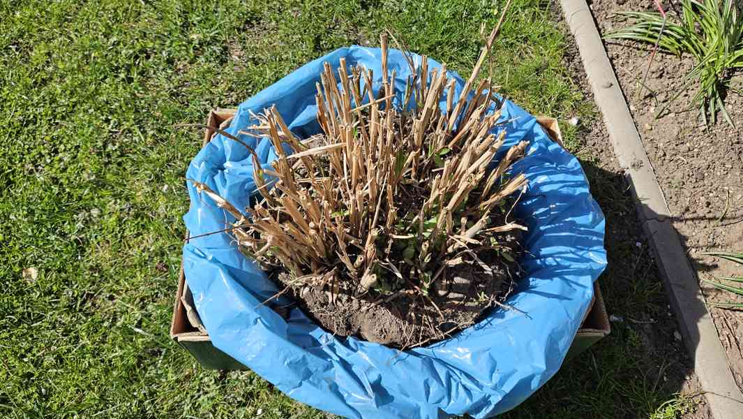 Ozdobnice čínská 'Zebrinus' - Miscanthus sinensis 'Zebrinus' - foto 2