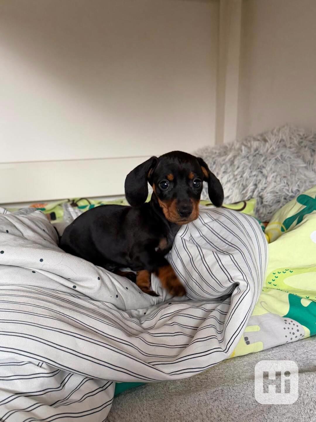 Jezevčík hladkosrstý trpasličí bez PP  - foto 1