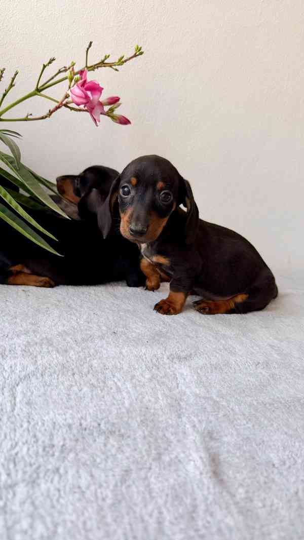 Jezevčík hladkosrstý trpasličí bez PP  - foto 4