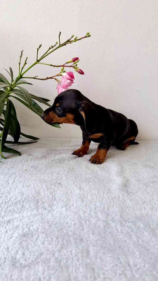 Jezevčík hladkosrstý trpasličí bez PP  - foto 3