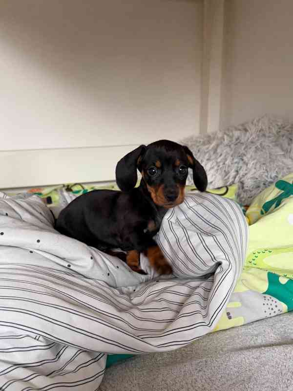 Jezevčík hladkosrstý trpasličí bez PP  - foto 1