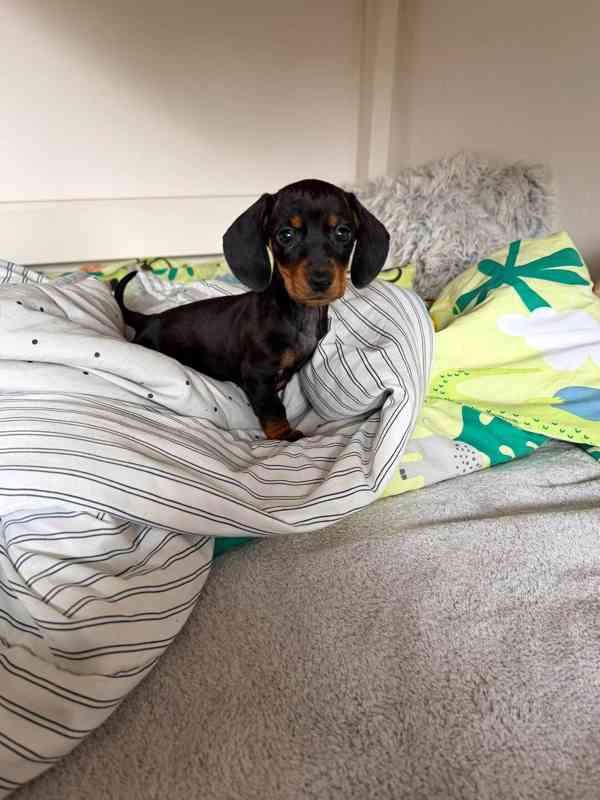 Jezevčík hladkosrstý trpasličí bez PP  - foto 2