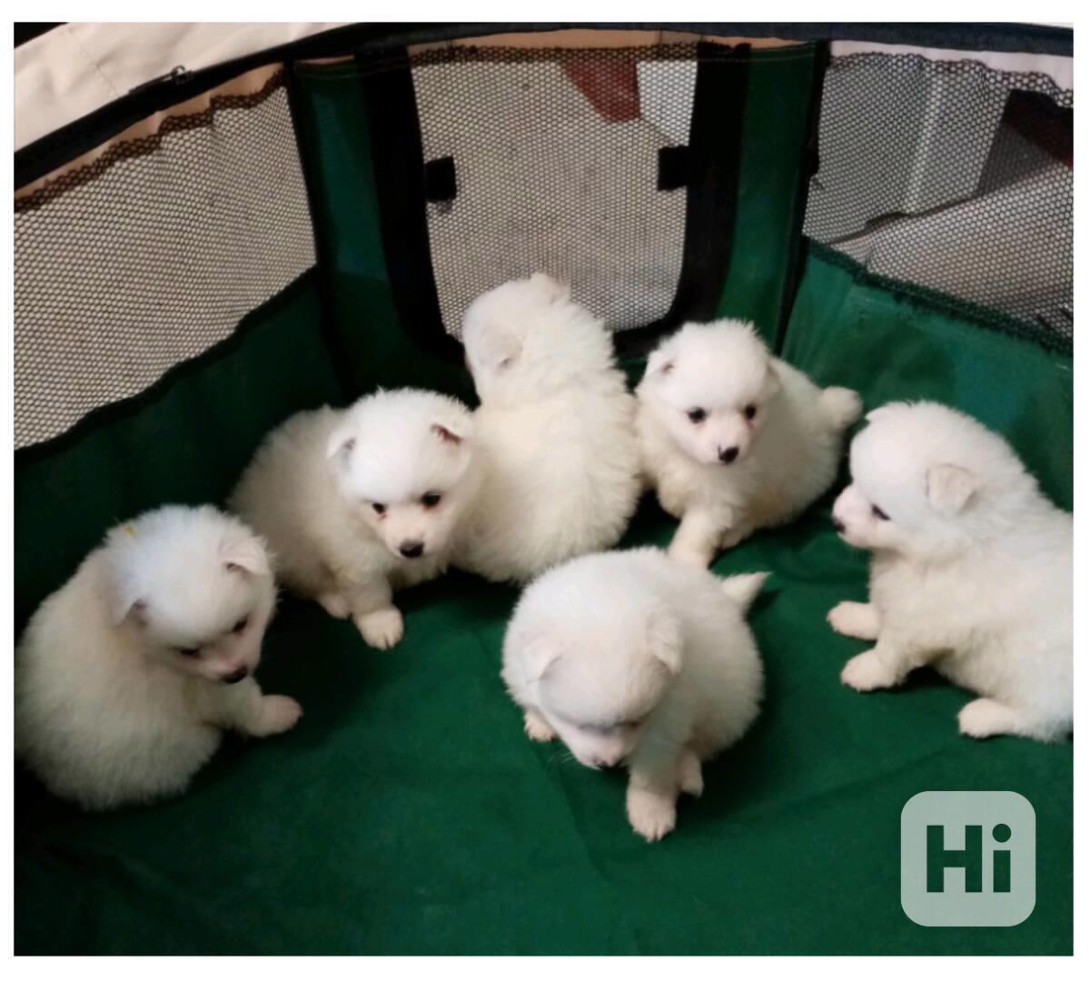 Pomeranian s Pp - foto 1