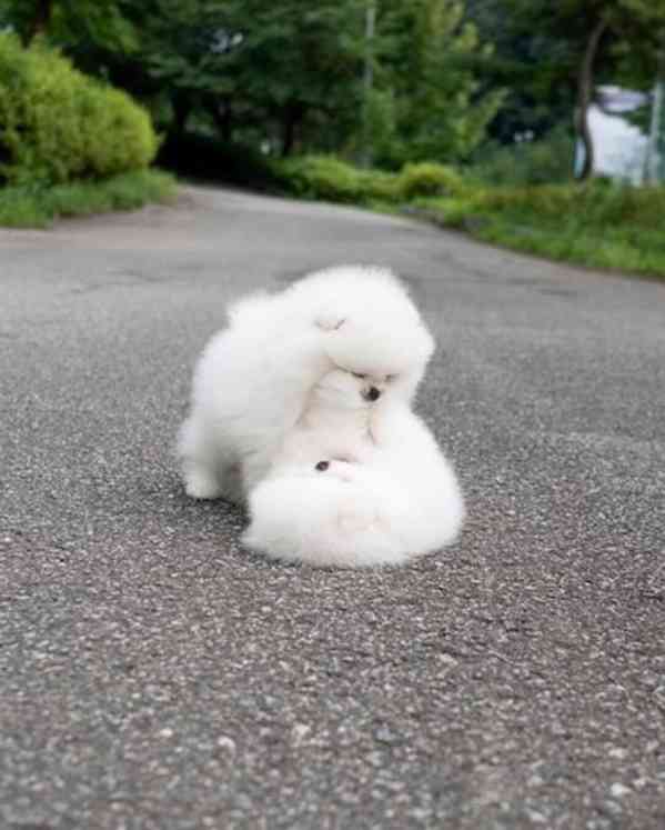 Pomeranian s Pp - foto 2