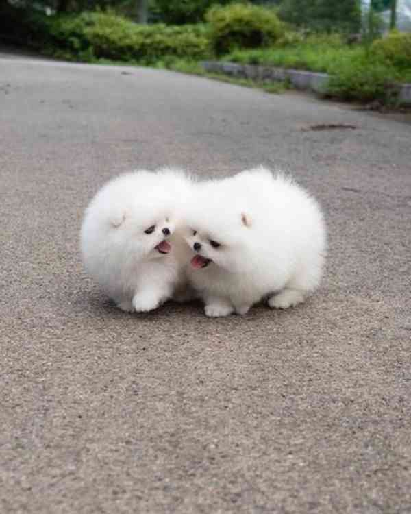 Pomeranian s Pp - foto 3