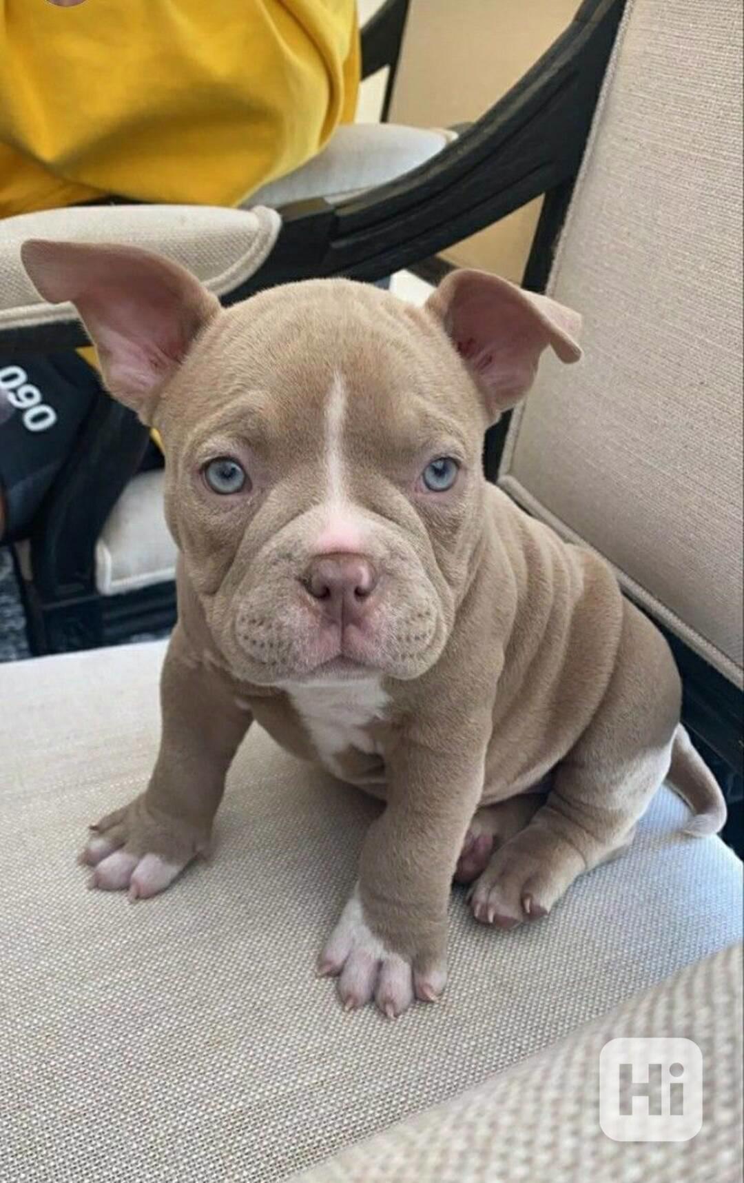 Čistokrevná štěňata amerického pitbula - foto 1