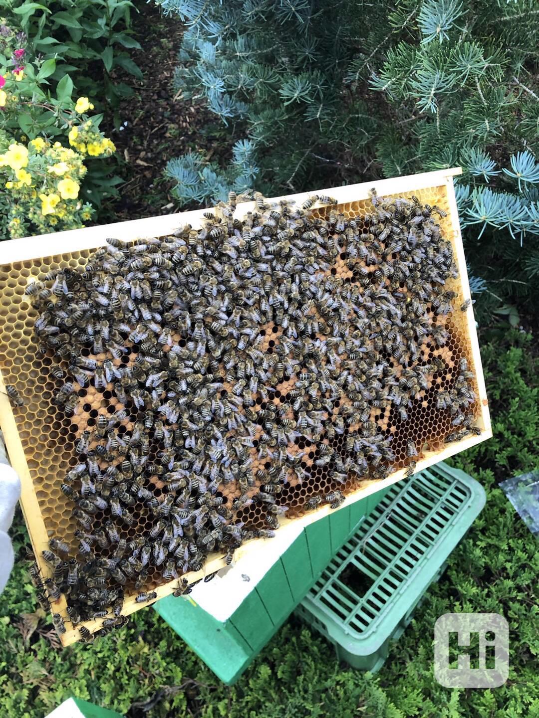 Včelí oddělky 39x24 - foto 1