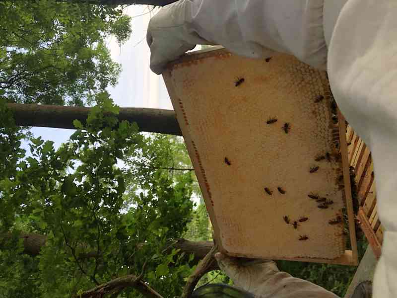 Včelí oddělky 39x24 - foto 2