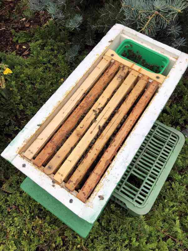 Včelí oddělky 39x24 - foto 5