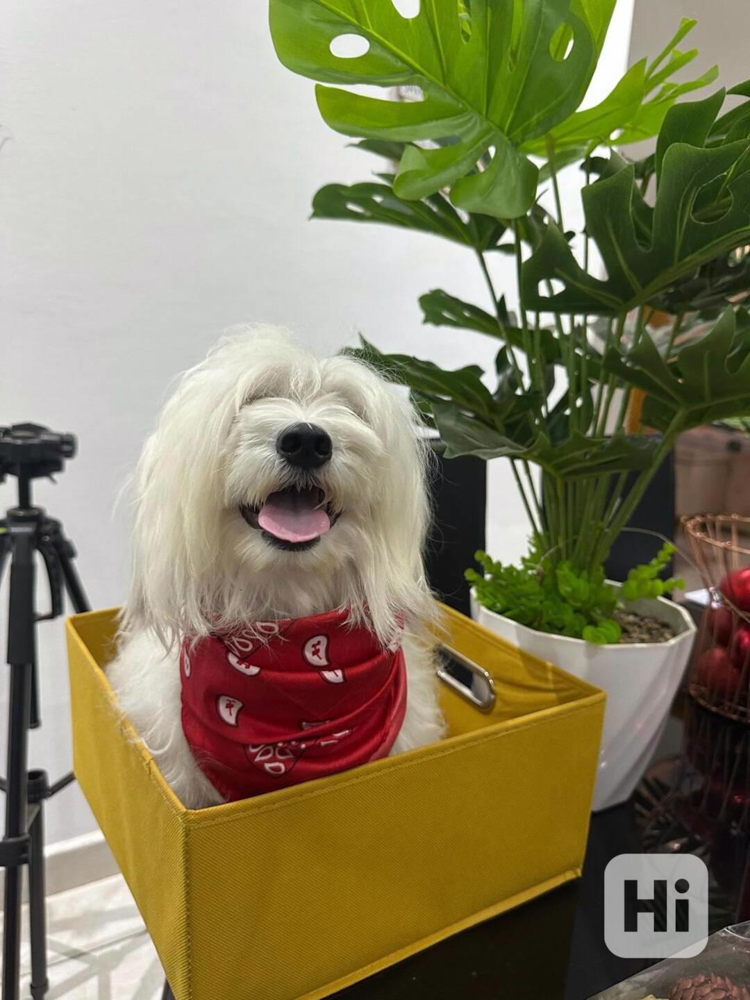 Świetne wieści!  Nowe szczenięta hawańczyka już się pojawiły - foto 1