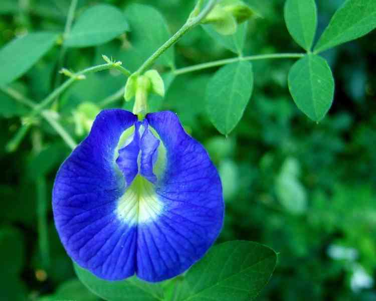 sazenice Clitoria Ternatea 2 letá rostlina