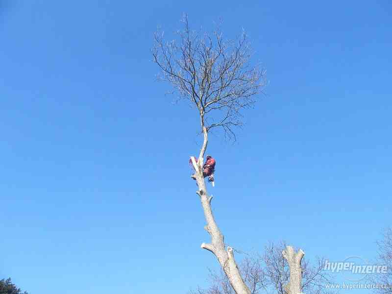 Kácení stromů Prostějov , Rizikové kácení Prostějov - foto 2