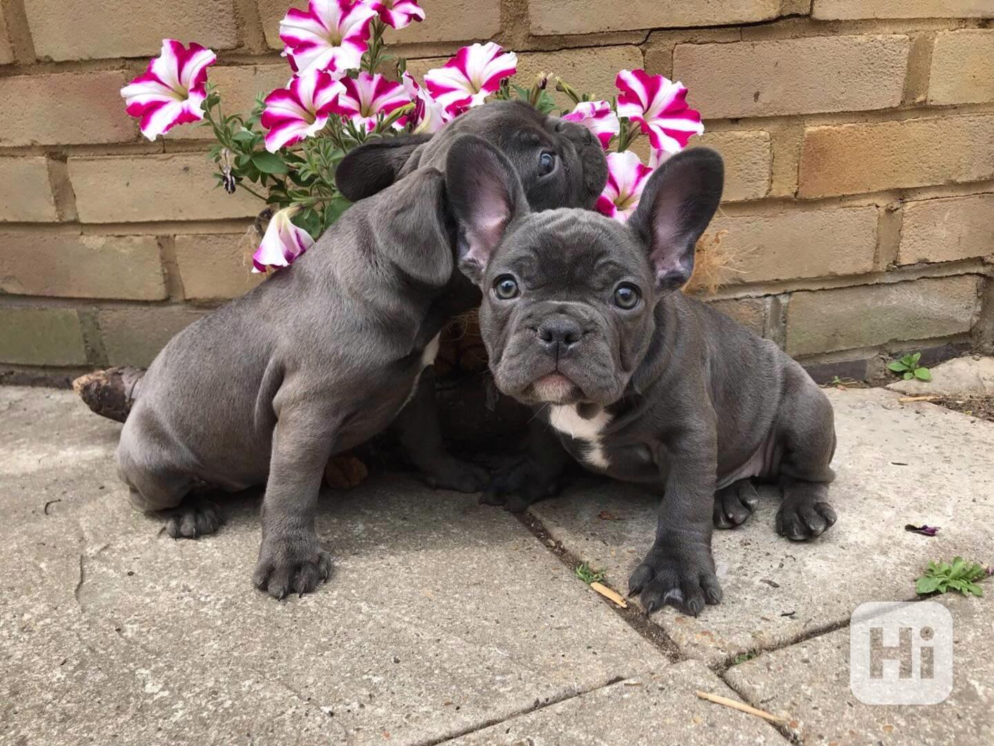 Okouzlující štěňata francouzského buldočka hledají nový domo - foto 1