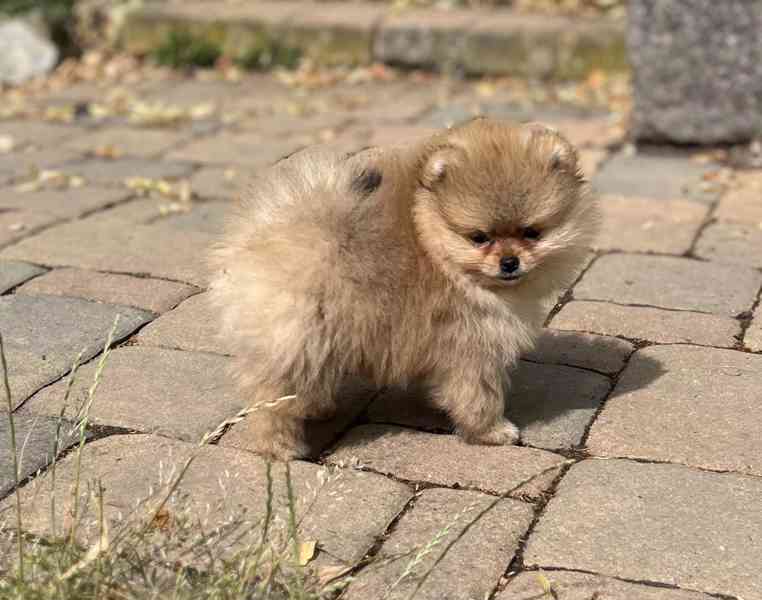 Pomeranian - foto 1