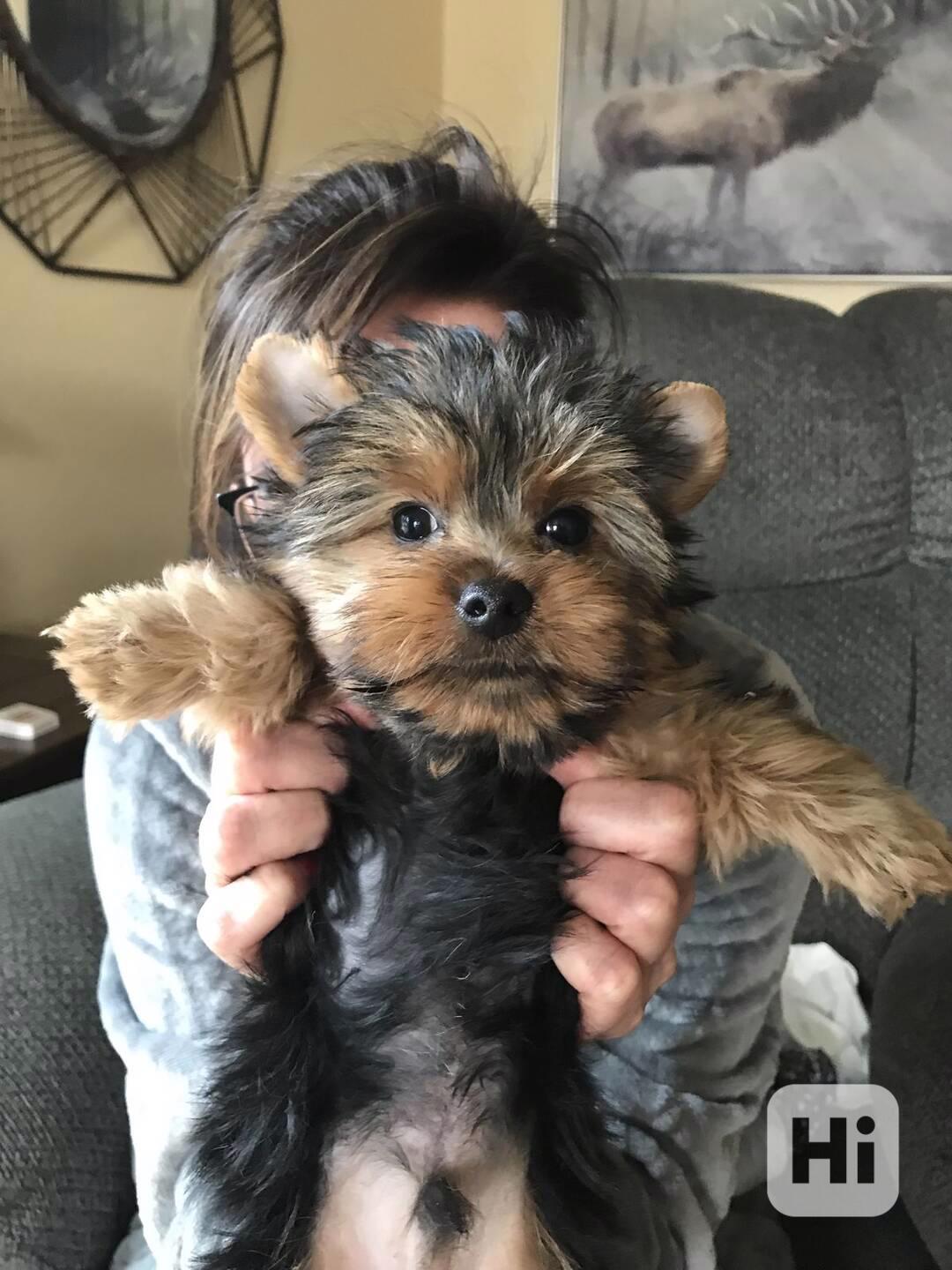 štěňátka jorkšírského teriéra - foto 1