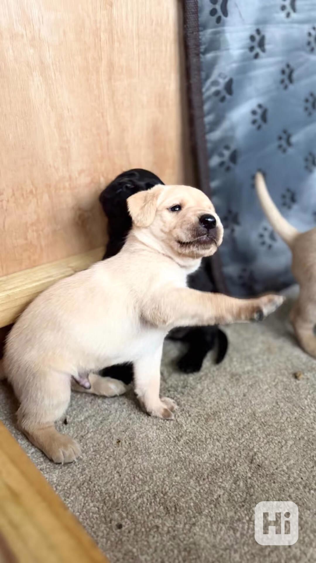 Štěňátka labradorského retrívra - foto 1