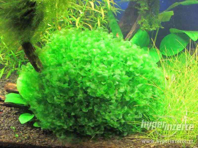 Lomariopsis lineata - foto 5