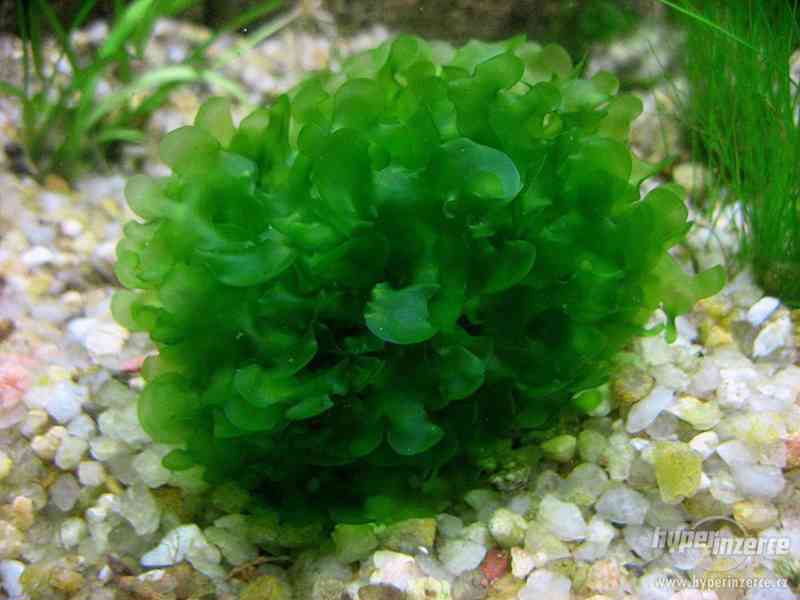Lomariopsis lineata - foto 1