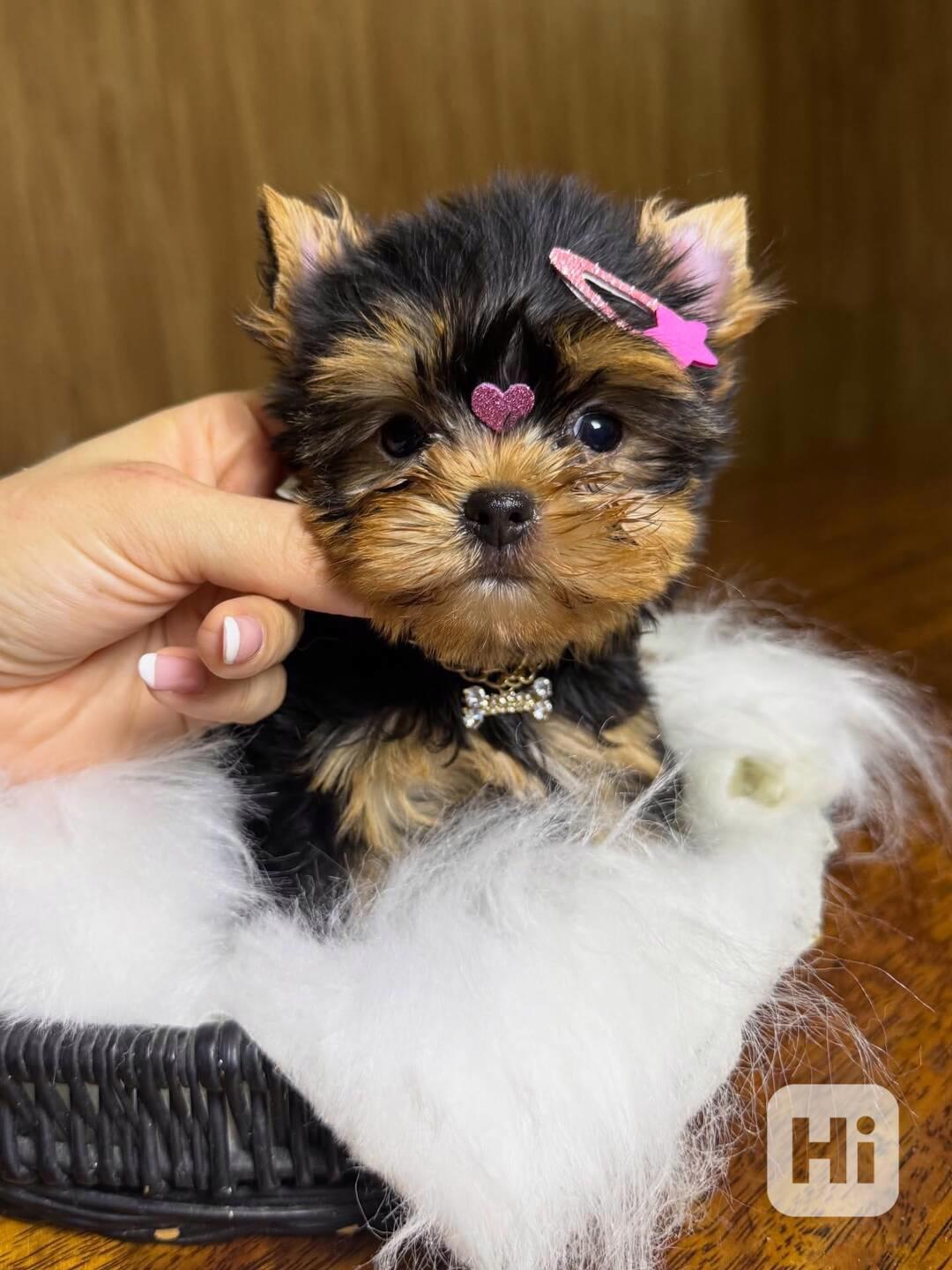 Štěňata Yorkshirského teriéra - foto 1