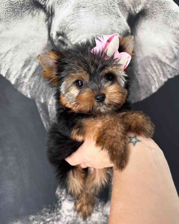 Štěňata Yorkshirského teriéra - foto 2