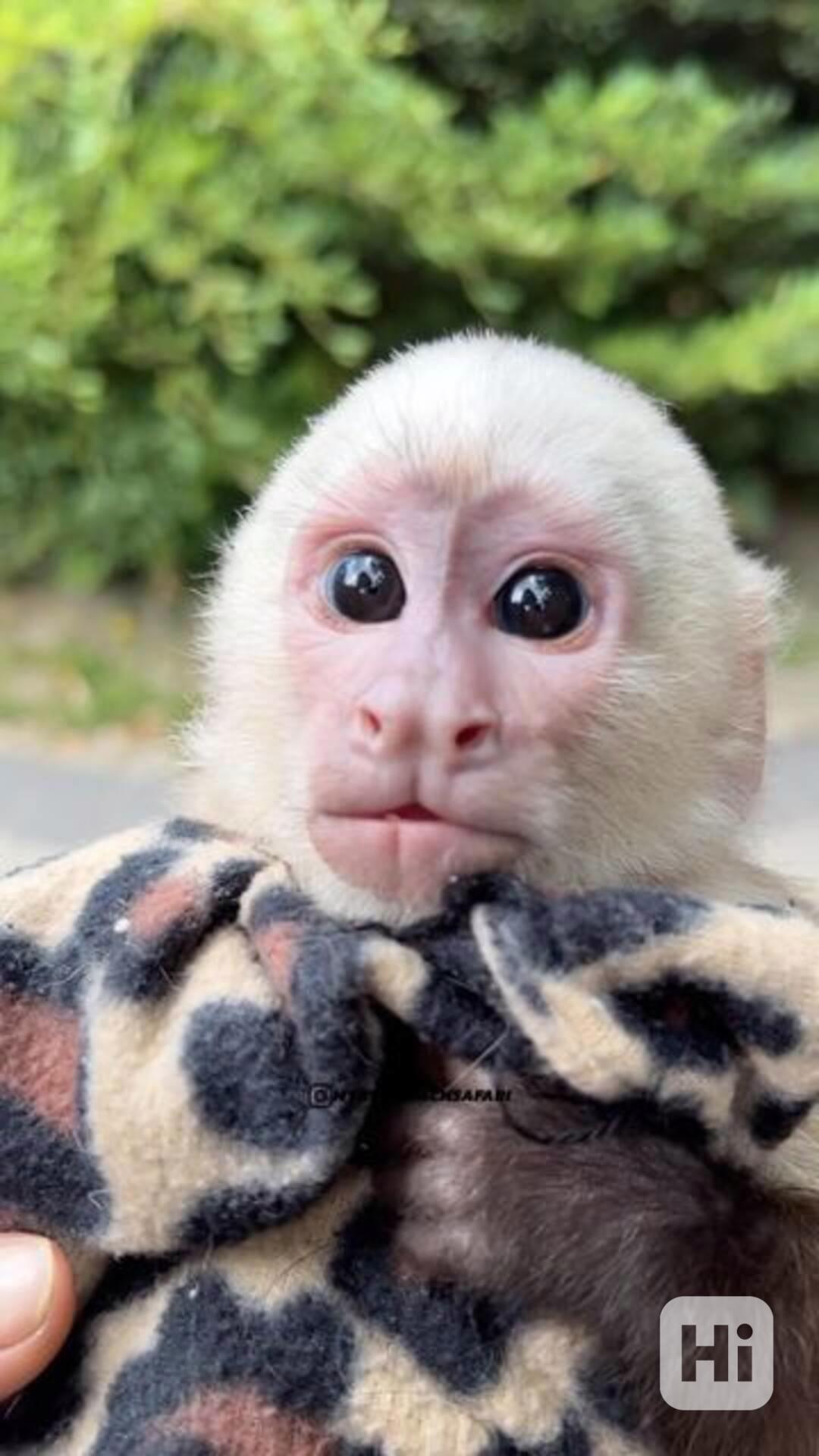 Zdarma Dítě kapucínské opice k adopci nyní zdarma   - foto 1