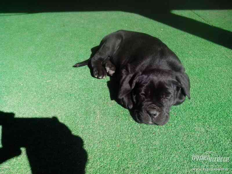 Cane Corso šteniatka - foto 3