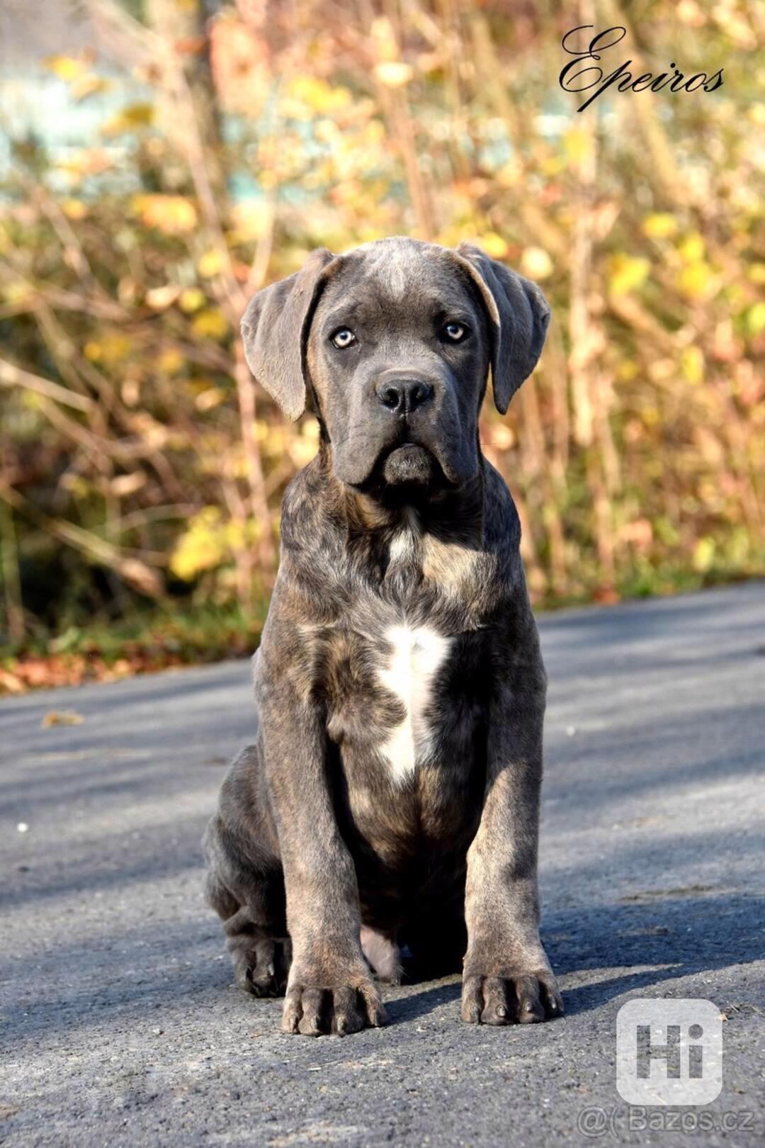 Cane Corso s PP FCI  - foto 1