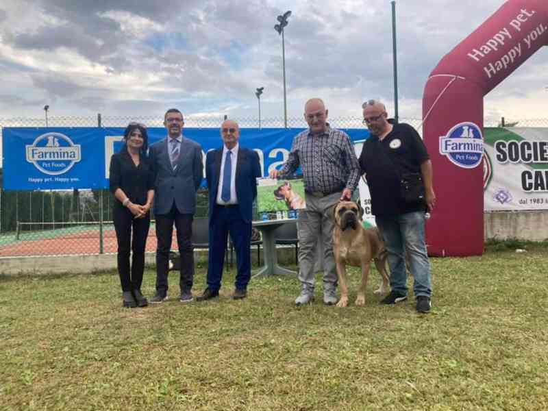 Cane Corso s PP FCI  - foto 7