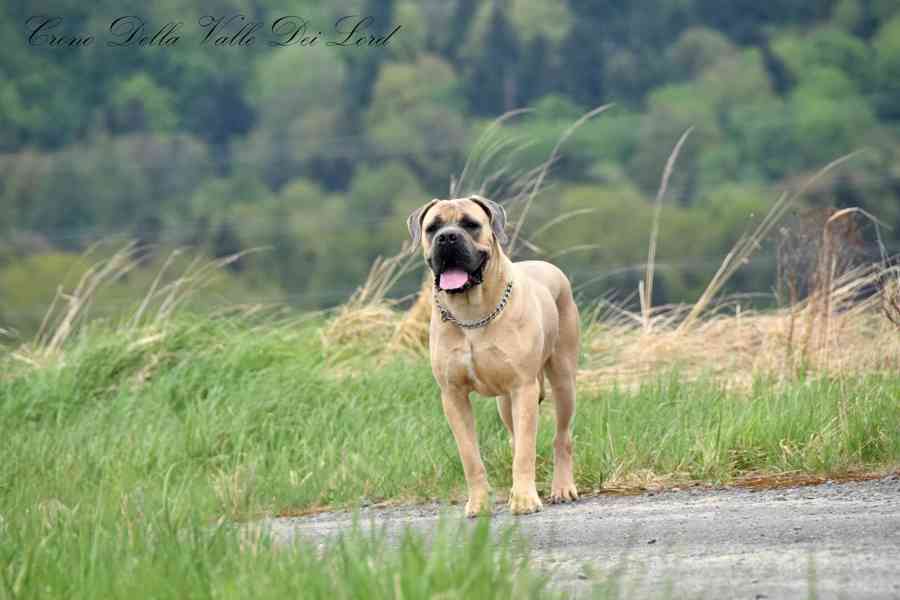 Cane Corso s PP FCI  - foto 9