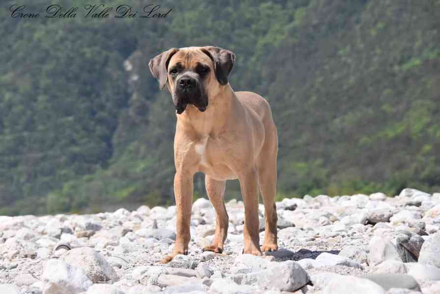 Cane Corso s PP FCI  - foto 5