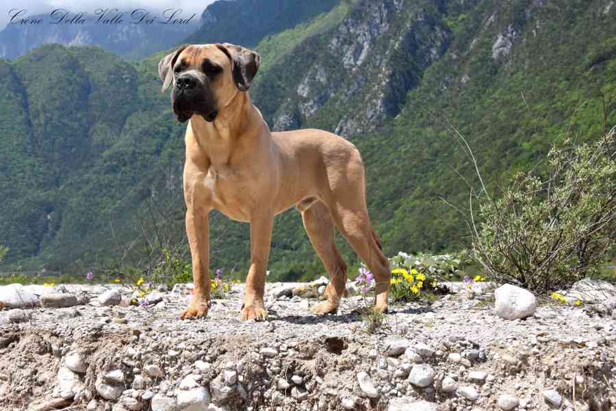 Cane Corso s PP FCI  - foto 13