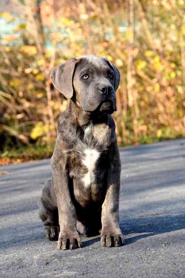 Cane Corso s PP FCI  - foto 4