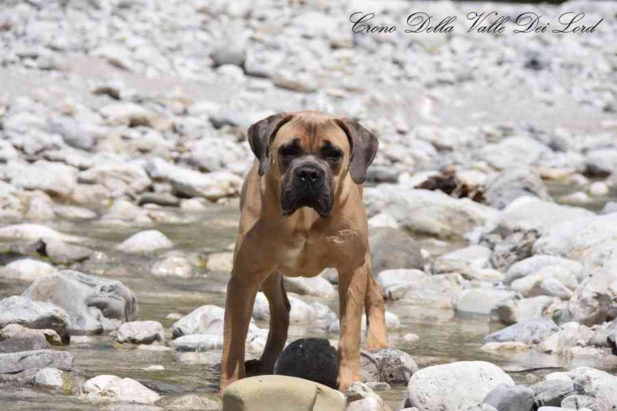 Cane Corso s PP FCI  - foto 6