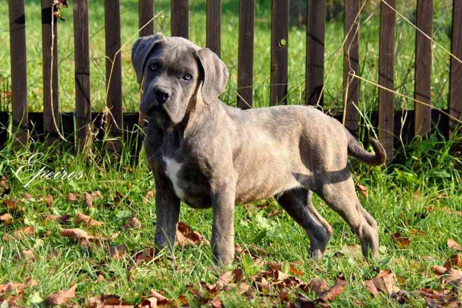 Cane Corso s PP FCI  - foto 3