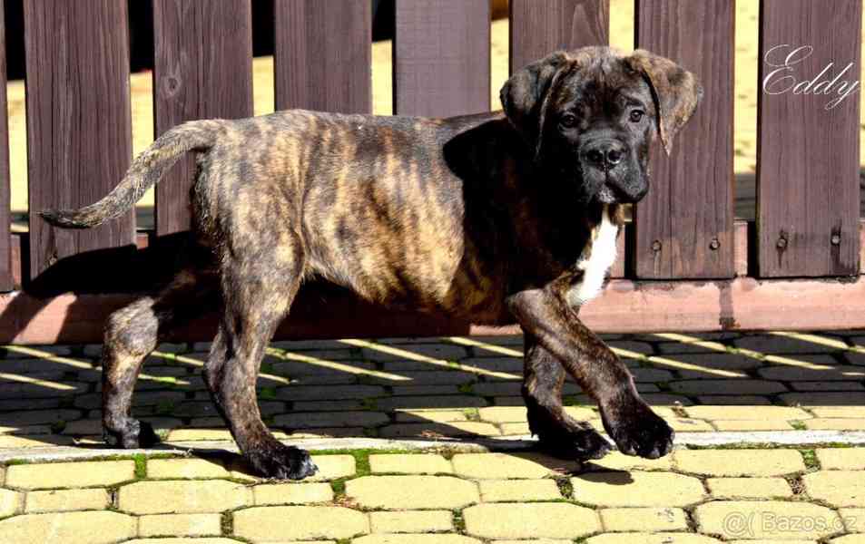 Cane Corso s PP FCI  - foto 2