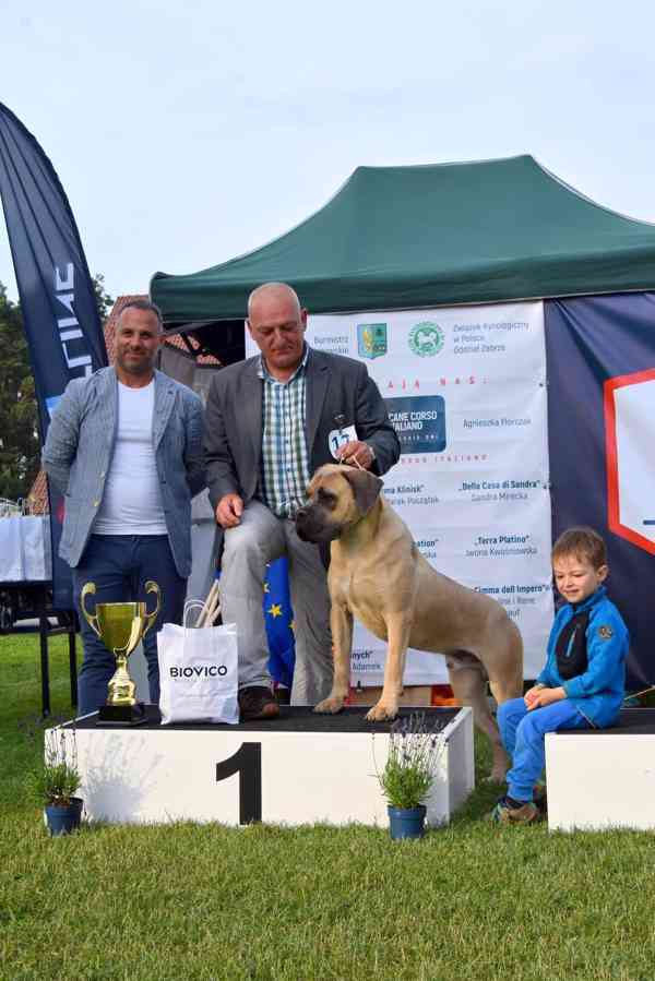 Cane Corso s PP FCI  - foto 11