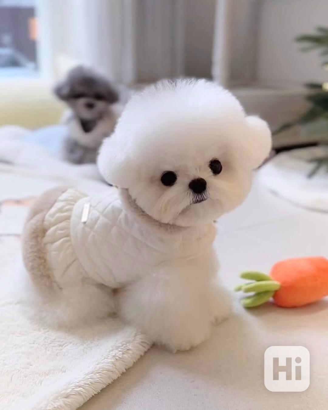 Štěňata maltézského ovčáka - foto 1