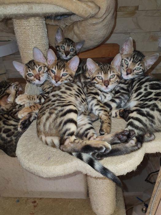Bengálské kočky koťata... - foto 1