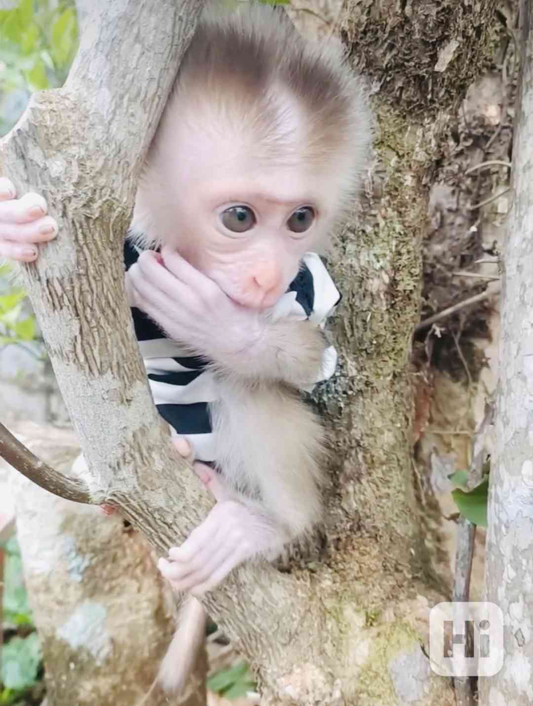 Rozkošná kapucínská opice k adopci - foto 1